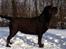 Labrador retriever Lab Luna´s Enestående Liva