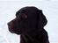Labrador retriever Lab Luna´s Enestående Liva