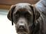 Labrador retriever Lab Luna´s Enestående Liva