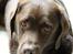 Labrador retriever LabLunas Buldrende Bufas (Ludvig)