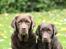 Labrador retriever Lab Luna´s Enestående Liva