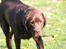 Labrador retriever LabLunas Buldrende Bufas (Ludvig)