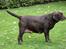 Labrador retriever Lab Luna´s Avra for Laura - Laura som er højdrægtig. 