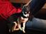 Chihuahua Dyrlægegårdens Alf <333 - Trætte Laffe
