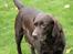 Labrador retriever Lab Luna´s Avra for Laura