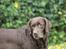 Labrador retriever Lab Luna´s Avra for Laura