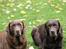 Labrador retriever Lab Luna´s Avra for Laura - Mor-Luna og Laura