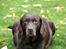 Labrador retriever Lab Luna´s Avra for Laura - Tykke Laura med hvalpe i maven