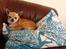 Chihuahua Frontrunners Ready To Play - Ready