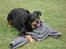 Blanding af racer Chico R.I.P 5/12/2011 :´(