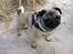 Mops Thilde