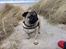 Mops Thilde