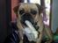 Blanding af racer Mops/Fransk bulldog - Bitte