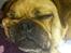 Blanding af racer Mops/Fransk bulldog - Bitte