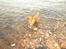 Nova scotia duck tolling retriever Millle