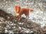 Nova scotia duck tolling retriever Millle