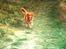 Nova scotia duck tolling retriever Millle