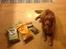 Nova scotia duck tolling retriever Millle