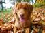 Nova scotia duck tolling retriever Mika "Himmelhund" 