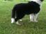 Shetland sheepdog Jubii