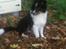 Shetland sheepdog Jubii