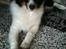 Shetland sheepdog Jubii