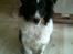 Shetland sheepdog Jubii