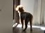 Nova scotia duck tolling retriever Mika "Himmelhund" 