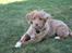 Nova scotia duck tolling retriever Mika "Himmelhund" 