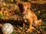 Nova scotia duck tolling retriever Mika "Himmelhund" 