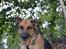 Blanding af racer Bella