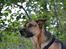 Blanding af racer Bella
