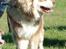 Finsk lapphund Lejoncrona Ecco - ca. 7,5 mdr.