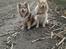 Finsk lapphund Lejoncrona Ecco - Ecco 7,5 mdr. og Lucas 9,5 år