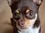 Chihuahua Mighty Draco