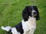 Field Trial spaniel Sacho