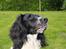 Field Trial spaniel Sacho