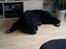 Newfoundlænder R.I.P Ludwig
