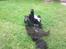 Newfoundlænder R.I.P Ludwig