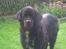 Newfoundlænder R.I.P Ludwig
