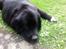 Newfoundlænder R.I.P Ludwig