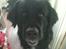 Newfoundlænder R.I.P Ludwig