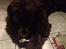 Cocker spaniel Chiko