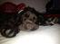 Cocker spaniel Chiko
