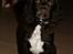 Cocker spaniel Chiko