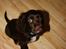 Cocker spaniel Chiko