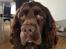 Cocker spaniel Chiko