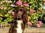 Cocker spaniel Chiko