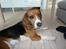 Blanding af racer Beagle/Basset - Walther