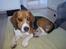 Blanding af racer Beagle/Basset - Walther